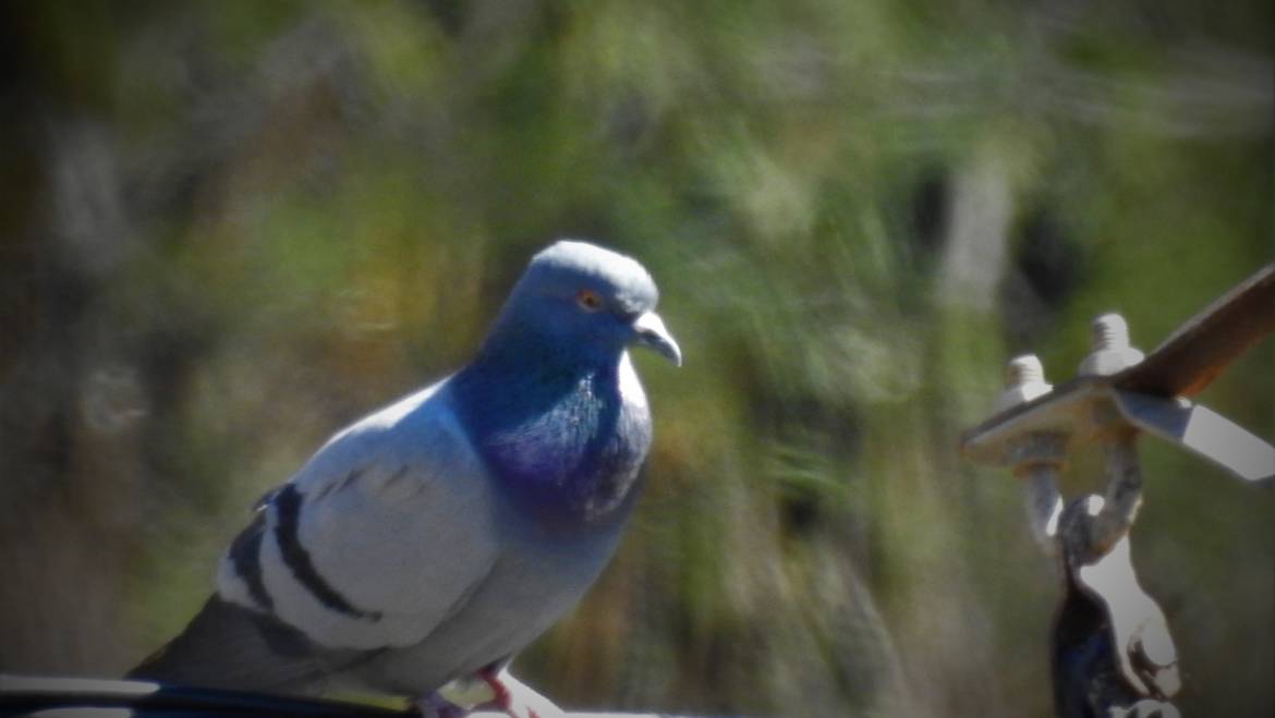 289. ROTSDUIF (Columba livia)