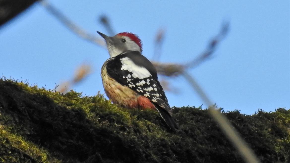 291. MIDDELSTE BONTE SPECHT (Dendrocoptes medius)