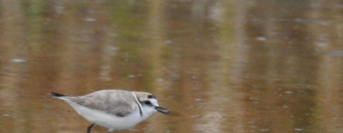 292. STRANDPLEVIER (Charadrius alexandrinus)