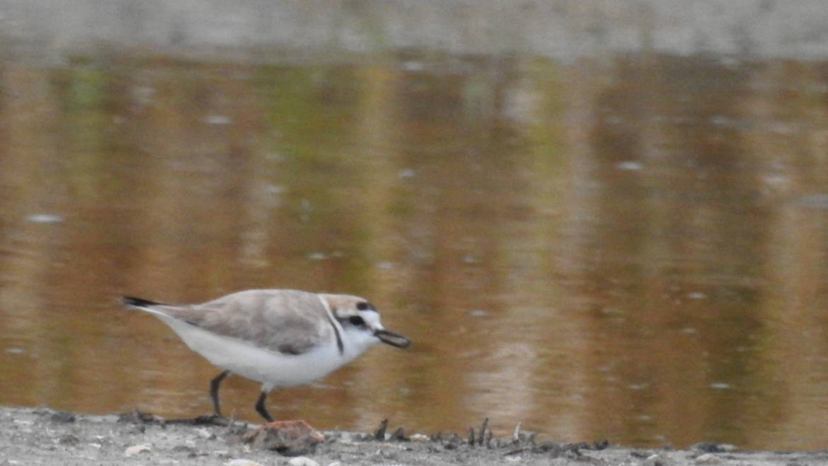 292. STRANDPLEVIER (Charadrius alexandrinus)