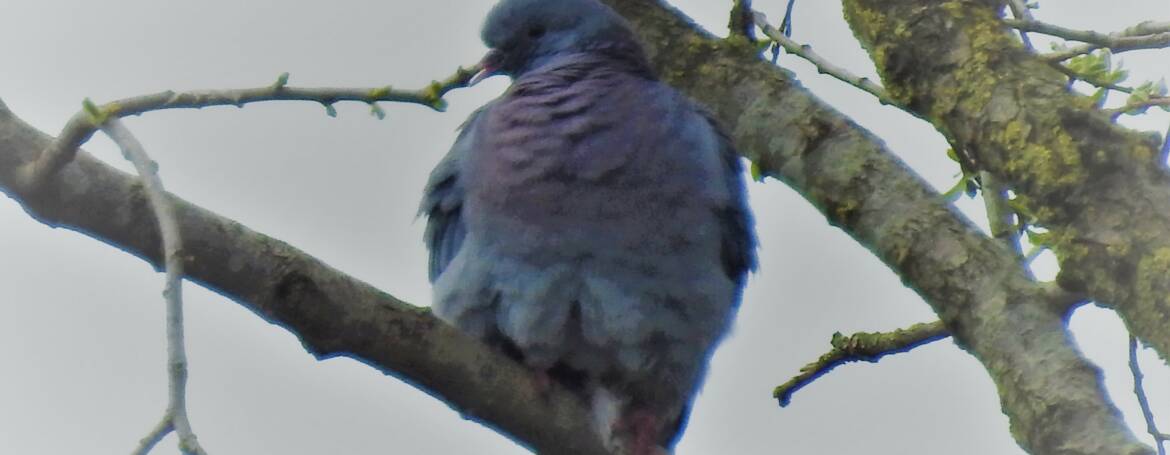 295. HOLENDUIF (Columba oenas)