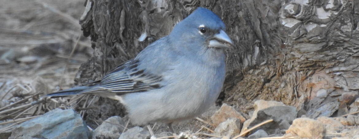 300. BLAUWE VINK (Fringilla teydea)