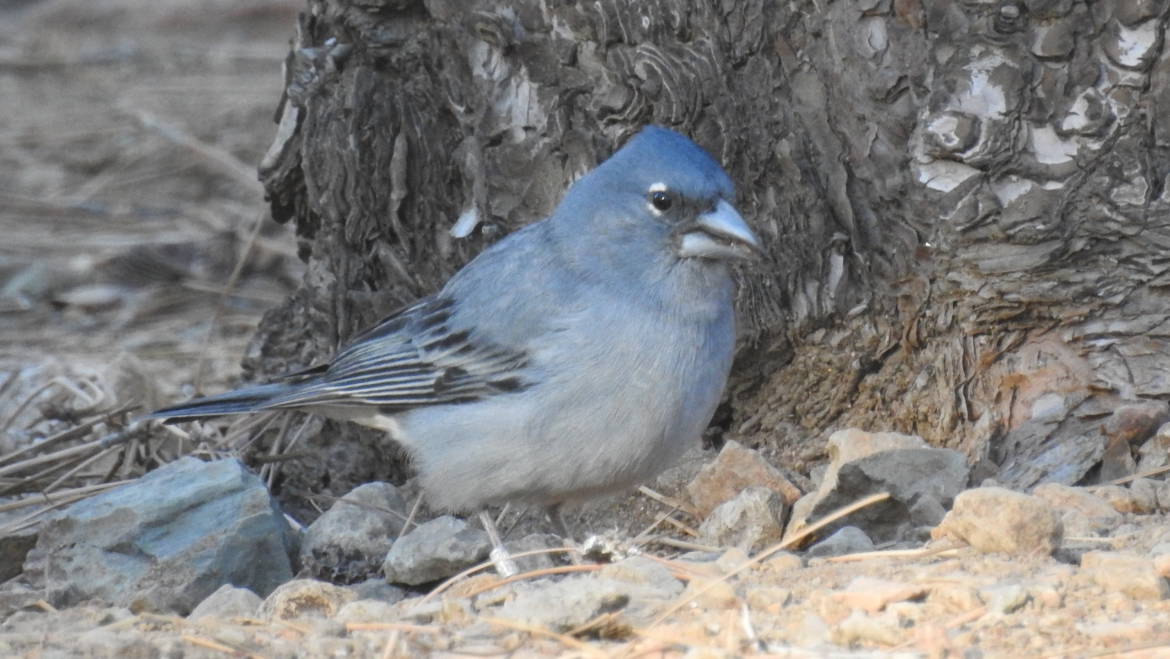 300. BLAUWE VINK (Fringilla teydea)