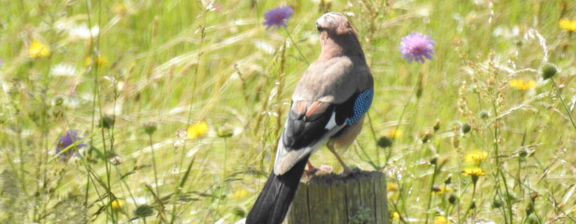 299. VLAAMSE GAAI (Garullus glandarius)