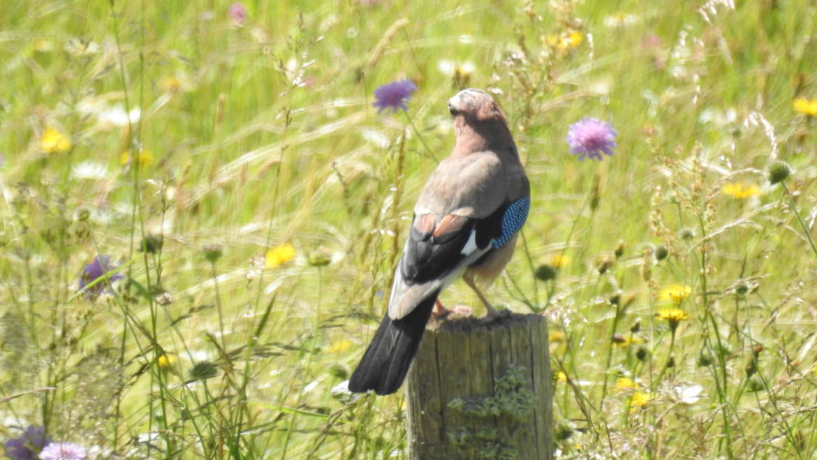 299. VLAAMSE GAAI (Garullus glandarius)