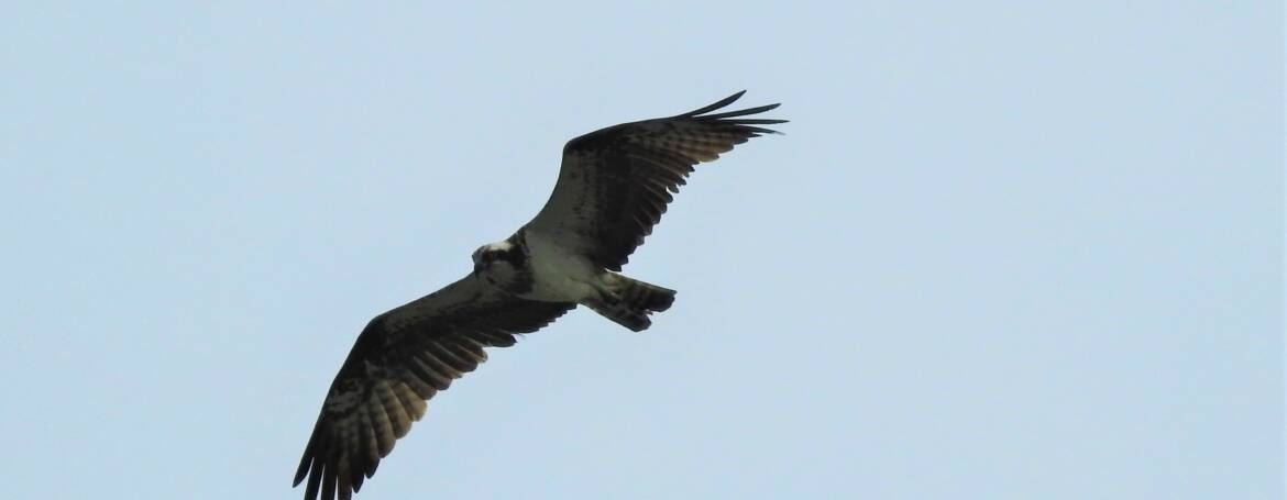 304. VISAREND (Pandion haliaetus)