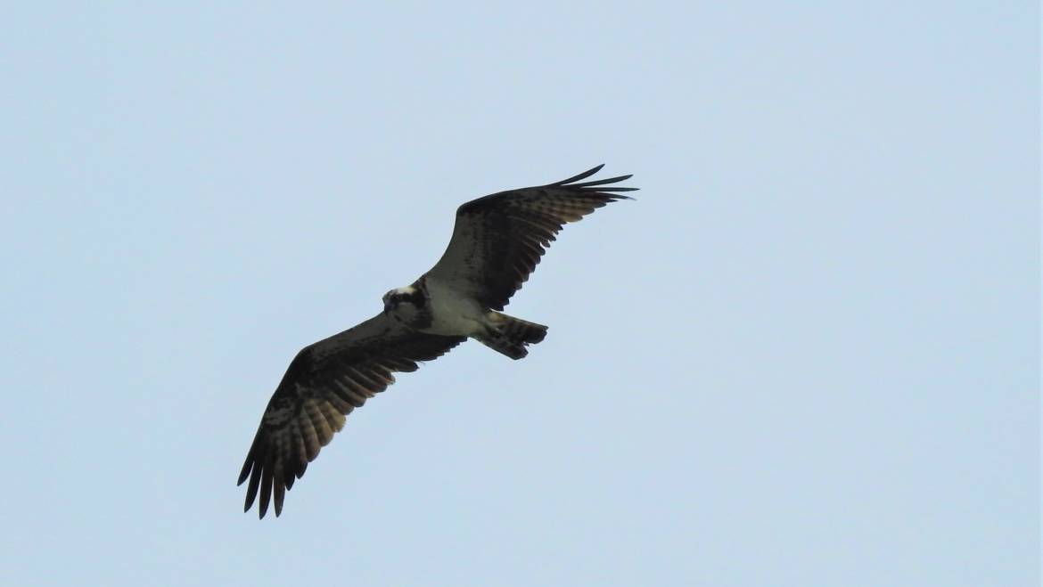 304. VISAREND (Pandion haliaetus)