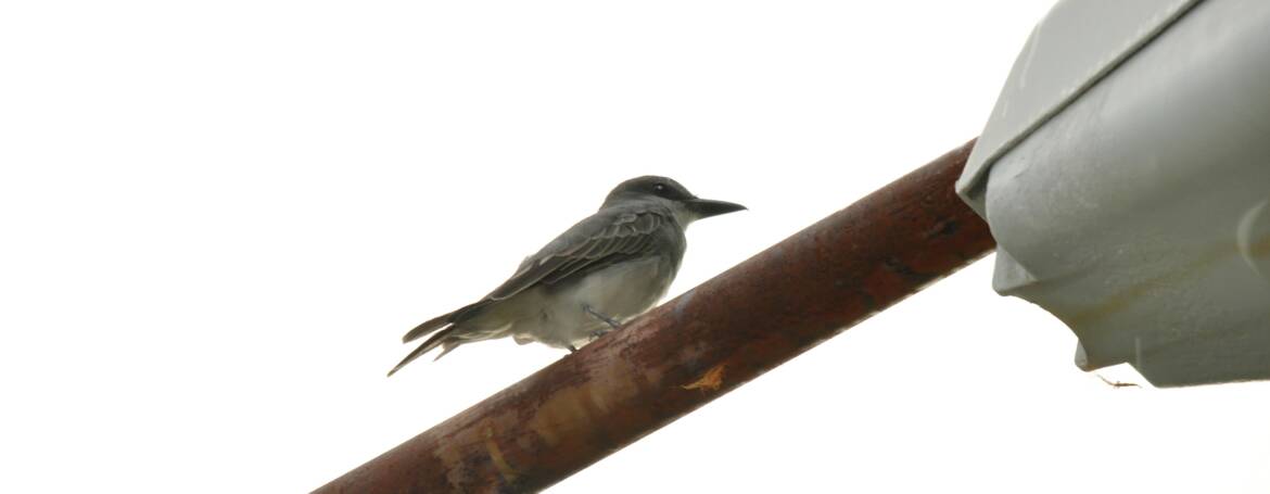 303. GRIJZE KONINGSTIRAN (Tyrannus dominicensis)