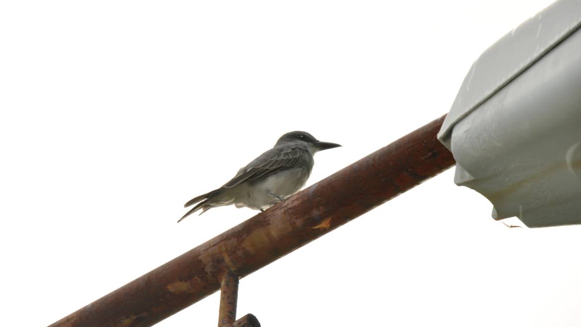 303. GRIJZE KONINGSTIRAN (Tyrannus dominicensis)