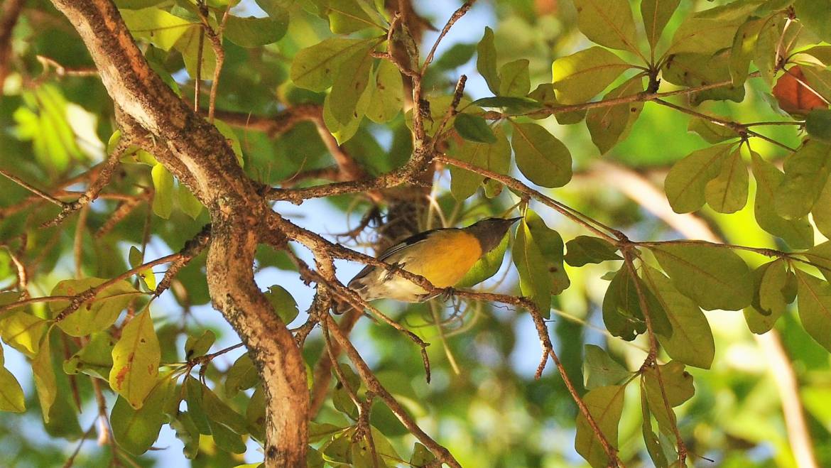 302. SUIKERDIEFJE (Coereba flaveola)