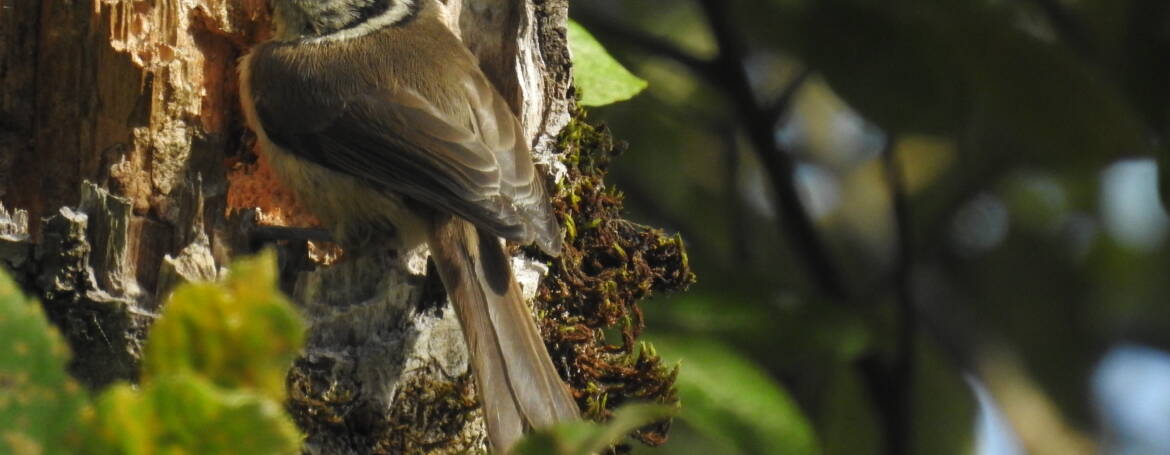 306. KUIFMEES (Lophophanes cristatus)