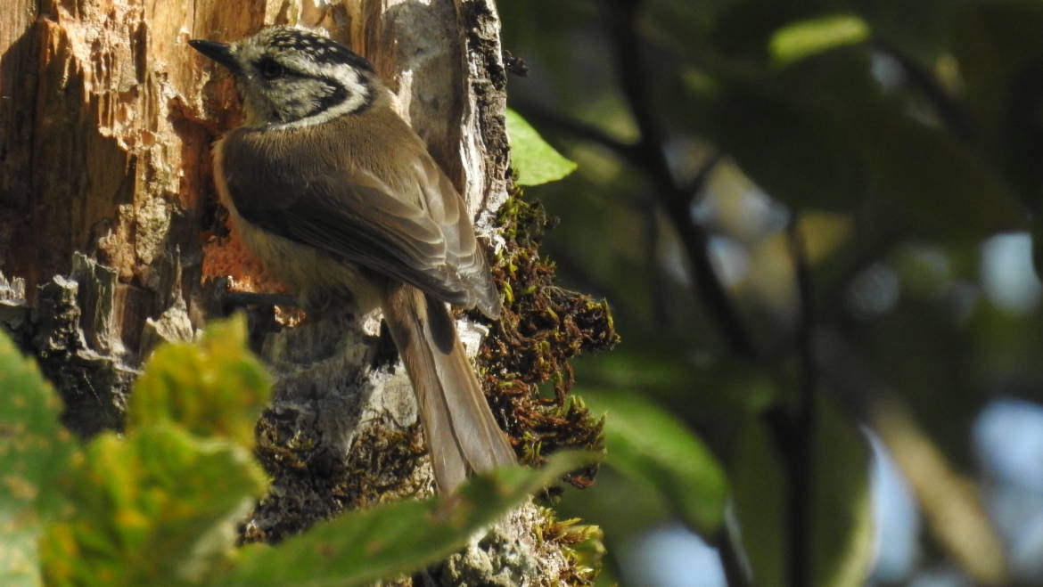 306. KUIFMEES (Lophophanes cristatus)