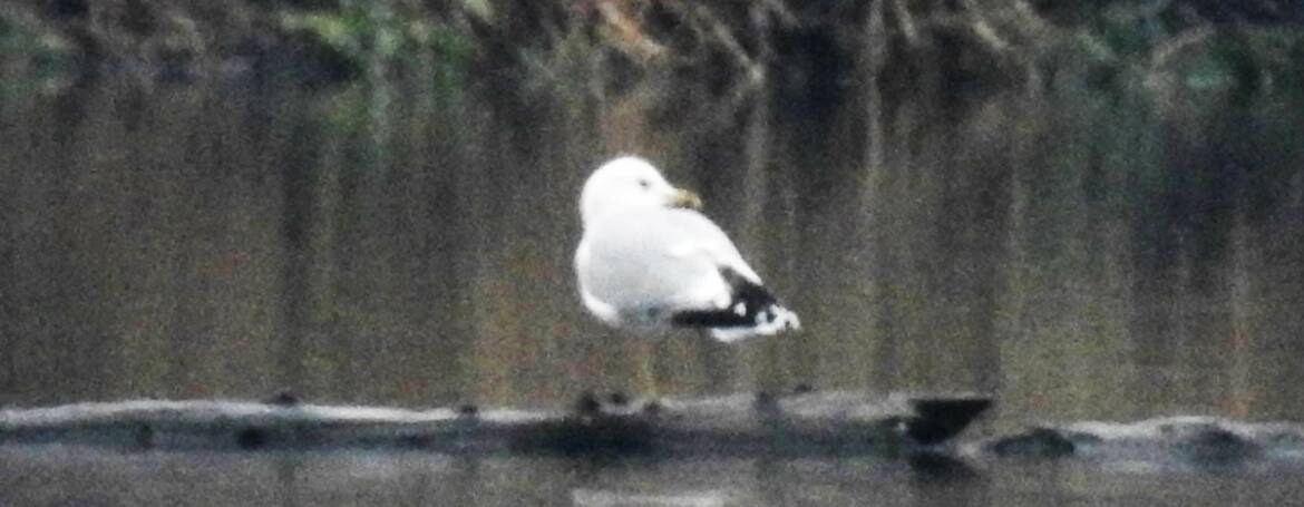 305. STORMMEEUW  (Larus canus)