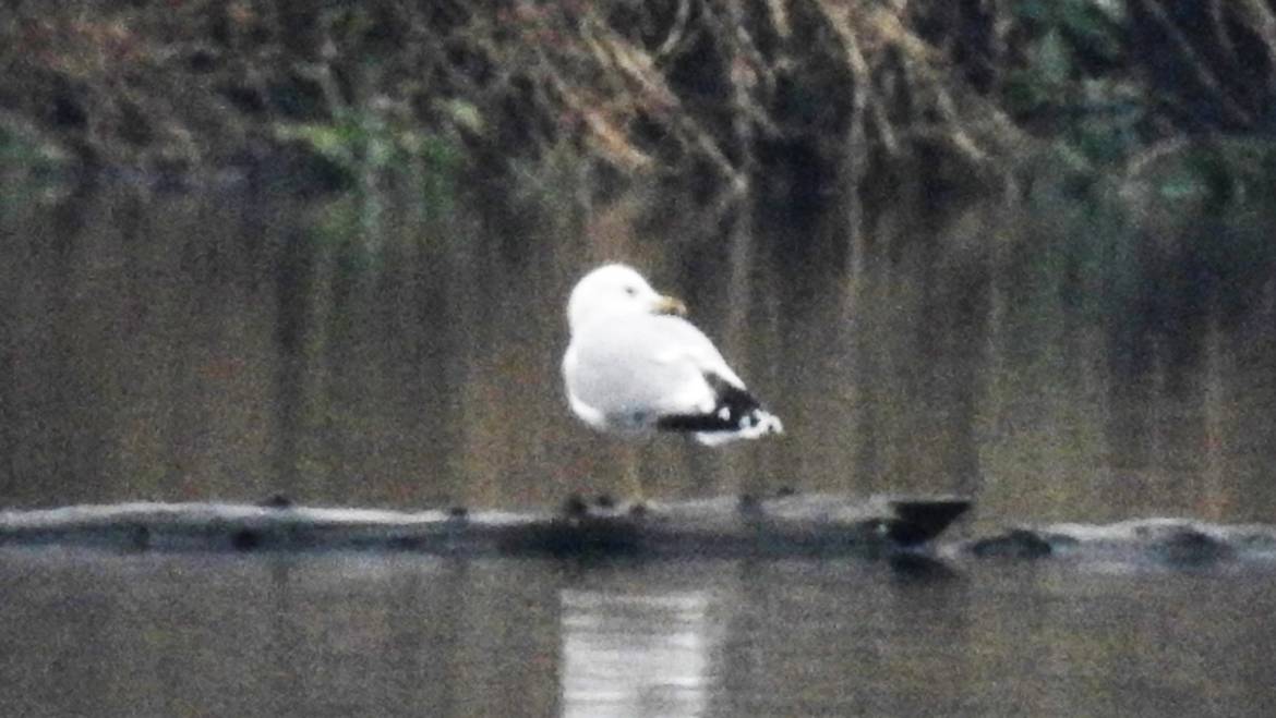 305. STORMMEEUW  (Larus canus)