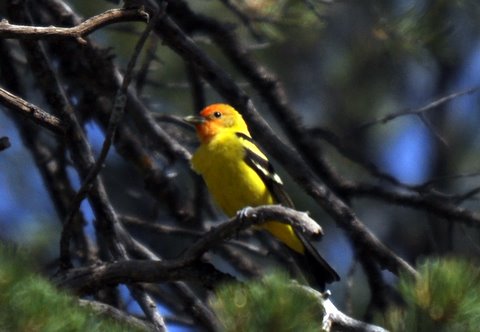 309. LOUISIANATANGARE (Piranga ludoviciana)