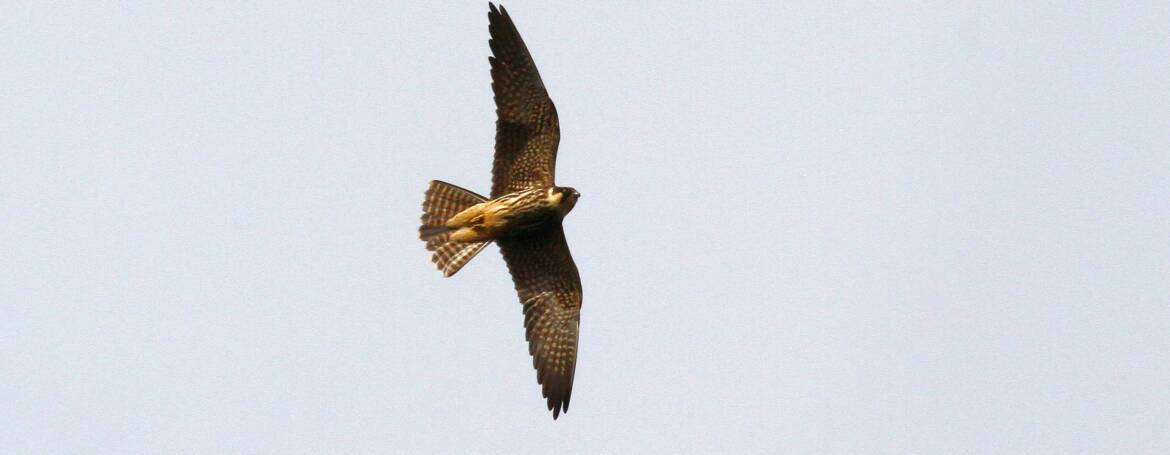 307. BOOMVALK (Falco subbuteo)