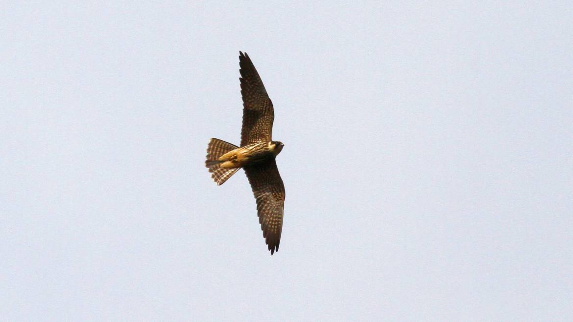 307. BOOMVALK (Falco subbuteo)