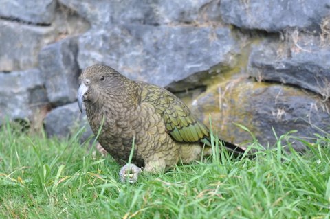 310. KEA (Nestor notabilis)
