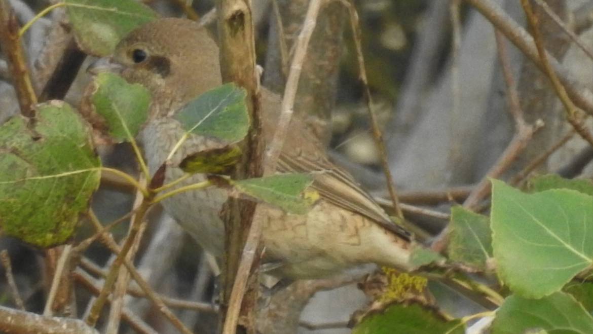 311. DAURISCHE KLAUWIER (Lanius isabellinus)