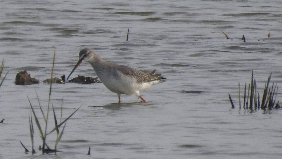 312. ZWARTE RUITER (Tringa erythropus)