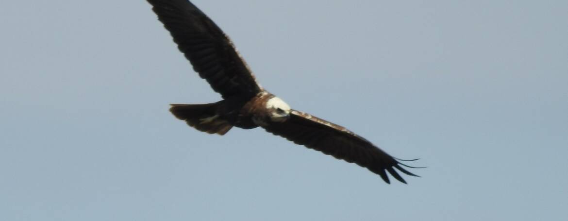 313. BRUINE KIEKENDIEF (Circus aeruginosus)