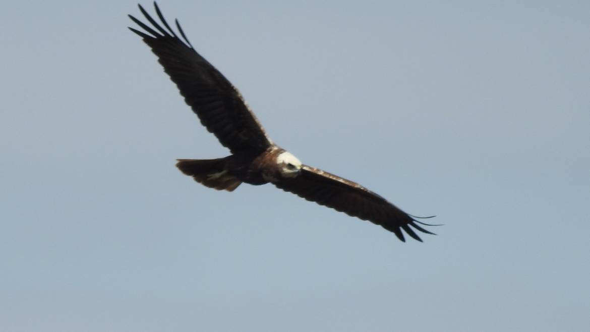 313. BRUINE KIEKENDIEF (Circus aeruginosus)