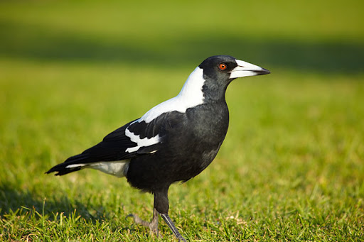 Zwartrugfluitvogel – schrik der wielertoeristen.